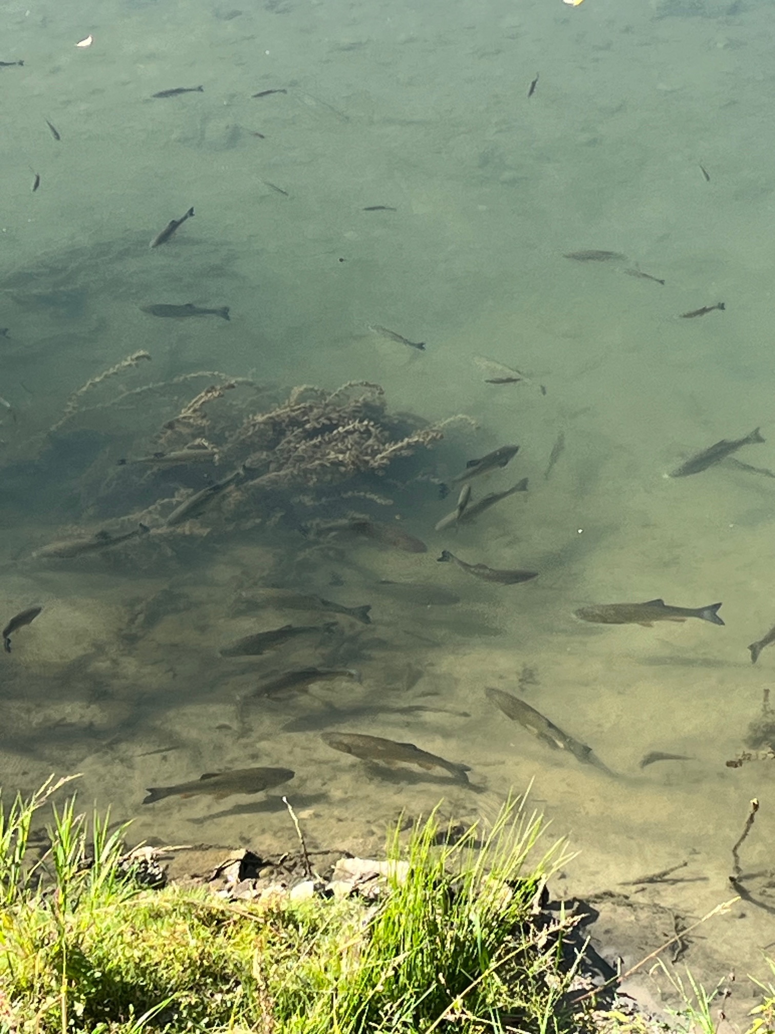 Fische im Wasser